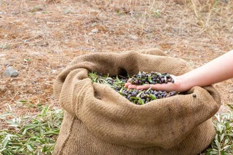 Expert of quality hands checking mediterranean olives. Sackcloth bag full on  Stock Photos