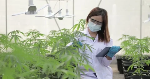 The expert scientist  checking cannabis -10 Video stock 169454958