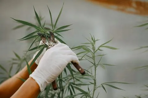 The expert scientist with gloves tree pruning cannabis plants in a greenhouse Stock-Fotos