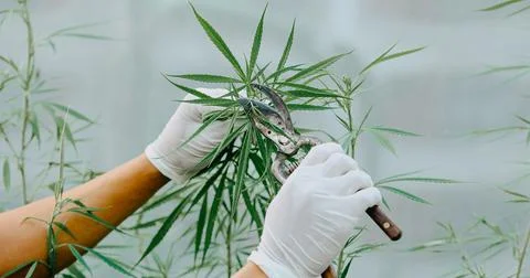The expert scientist with gloves tree pruning cannabis plants in a greenhouse Stock Photos