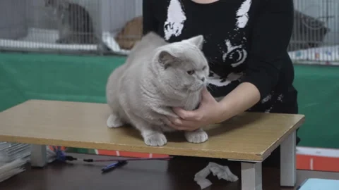 The expert shows the audience jf the cat show advantages and features of diff Stock Footage 97515906