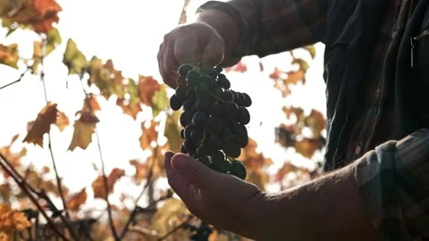 Expert touch In the field with a vineyard backdrop, a senior farmer's hands Stock Footage 275745635