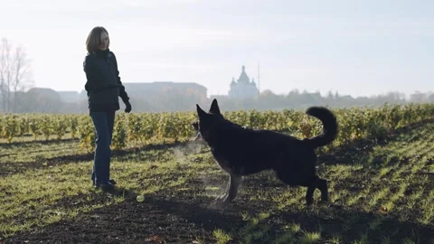 Expert trainer commands German shepherd dog in open field during early morning Video stock 320453106