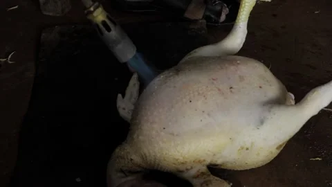 Expertly Grilling a Chicken - The Ultimate Step-by-Step Guide Video stock 320946838