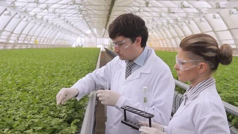 Experts take green sample tubes in industrial greenhouse. Stock Footage