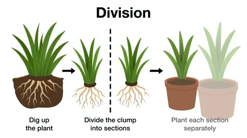 Explaining plant propagation by division method, illustrating steps Stock Footage 338279552