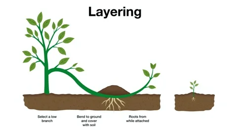 Explaining simple layering method for plant propagation, showing step Stock Footage 338279554