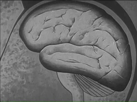 Explanation of the function of the cortex in the 1950s. Stock Footage 75292531
