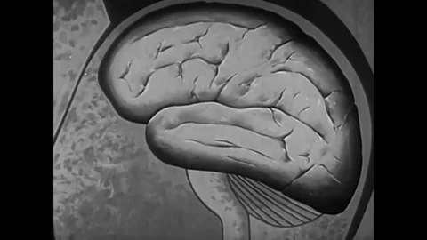 Explanation of the function of the cortex in the 1950s. Video stock 83165427