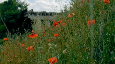Exploded highway bridge in the Donbass with scarlet poppies. Stock Footage 124668153