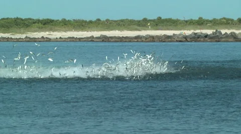 Exploding Bait Fish Being Chased By Sharks Video stock 41970646