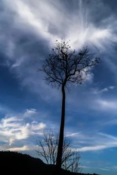 Exploding cloud keeps dying tree alive Stock Photos