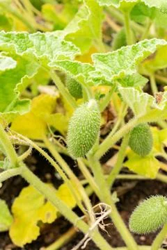 Exploding cucumber or Ecballium Elaterium plant in Saint Gallen in Switzerl.. Stock Photos