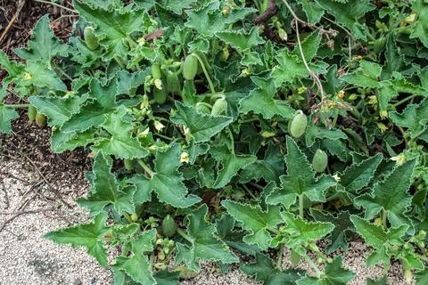 Exploding cucumbers. Leaves and fruits of Ecballium elaterium plant 写真素材
