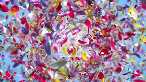 Exploding flowers Petals in 4K Stock Footage 89581137