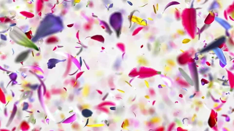 Exploding flowers Petals in 4K Stock-Footage 89603492