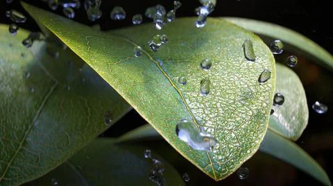 Exploding leaf with water drops. Beautiful realistic 스톡 일러스트