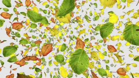 Exploding Leaves Stock Footage 161337688