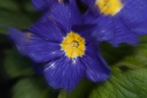 Exploding purple primrose bloom Stock Photos