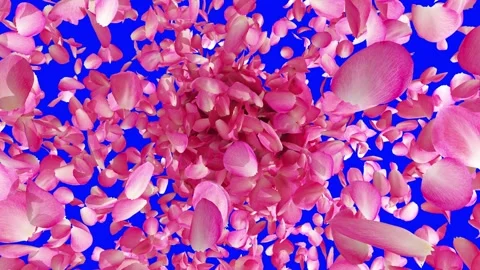 Exploding rose petals on blue screen and alpha maskExploding rose petals on.. Stock Footage 266908548