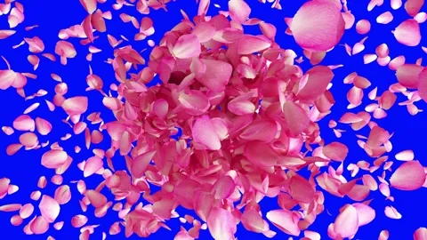 Exploding rose petals on blue screen and alpha channel mask Stock Footage 266917633