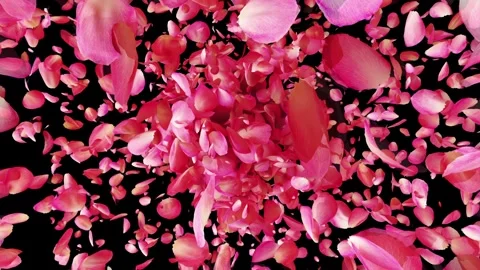 Exploding rose petals Stock Footage 266916452