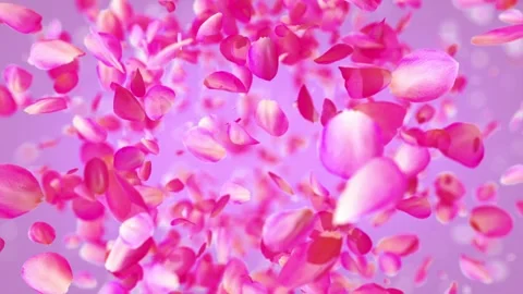 Exploding rose petals Stock Footage 266916508