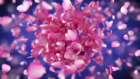 Exploding rose petals Stock Footage 266916512
