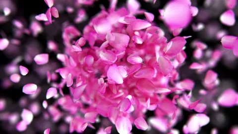 Exploding rose petals Stock Footage 266916513