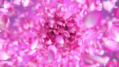 Exploding rose petals Stock Footage 266916545