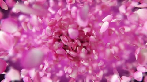 Exploding rose petals Stock Footage 266916549