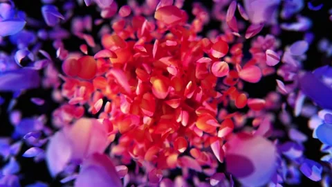 Exploding rose petals Stock Footage 266916691