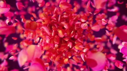Exploding rose petals Stock Footage 266916698