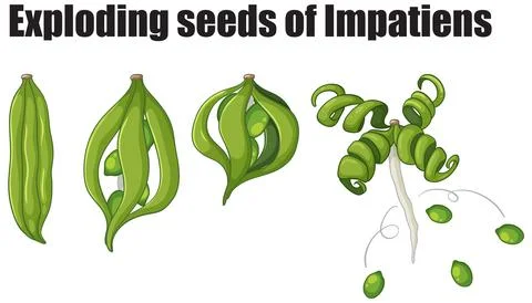 Exploding Seeds of Impatiens Illustrazione stock