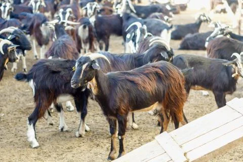 Exploitation of goat cattle. Stock Photos