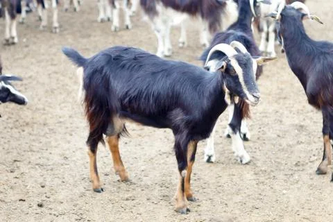 Exploitation of goat cattle. Stock Photos