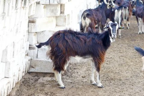 Exploitation of goat cattle. Stock Photos