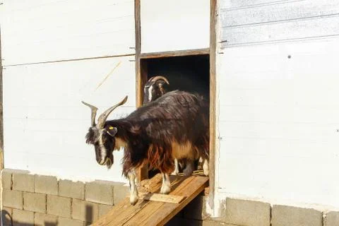 Exploitation of goat cattle. Stock Photos