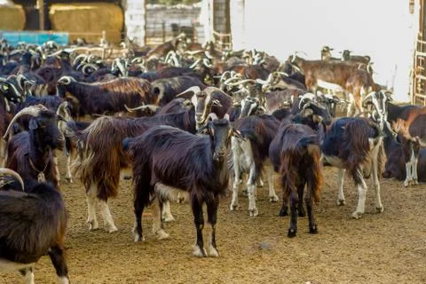 Exploitation of goat cattle. Stock Photos
