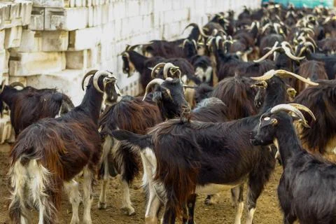 Exploitation of goat cattle. Stock Photos