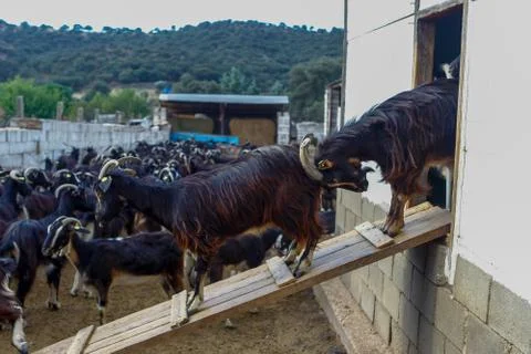 Exploitation of goat cattle. Stock Photos