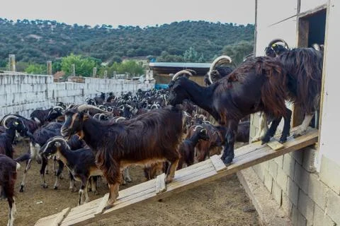 Exploitation of goat cattle. Stock Photos