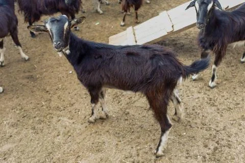 Exploitation of goat cattle. Stock Photos