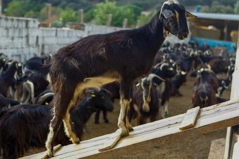 Exploitation of goat cattle. Stock Photos