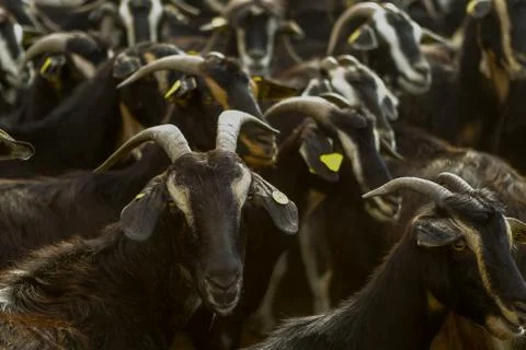 Exploitation of goat cattle. Stock Photos