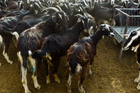 Exploitation of goat cattle. Stock Photos