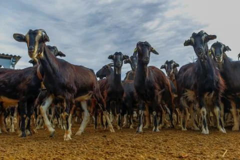 Exploitation of goat cattle. Stock Photos