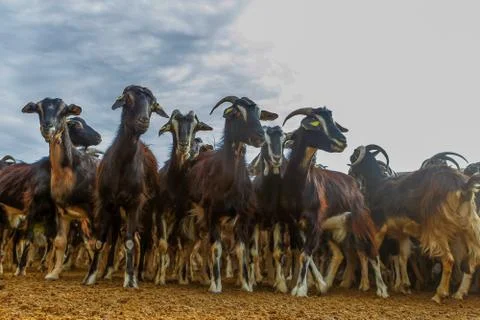 Exploitation of goat cattle. Stock Photos