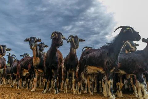 Exploitation of goat cattle. Stock Photos