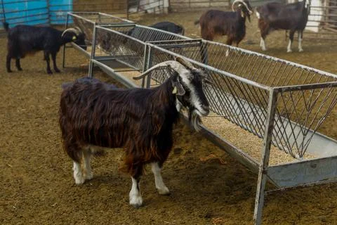 Exploitation of goat cattle. Stock Photos